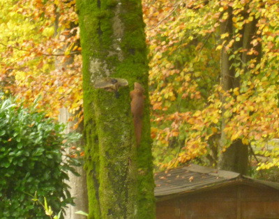 20141119ecureuiljardin.jpg