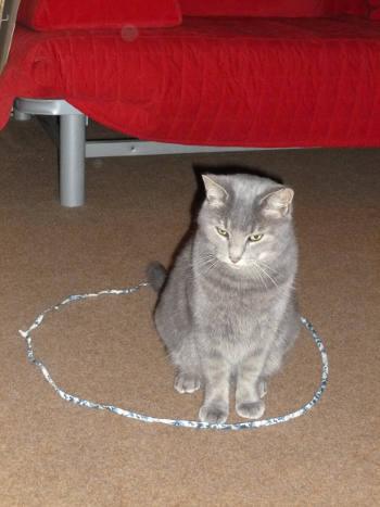 20141214catcircle2.jpg